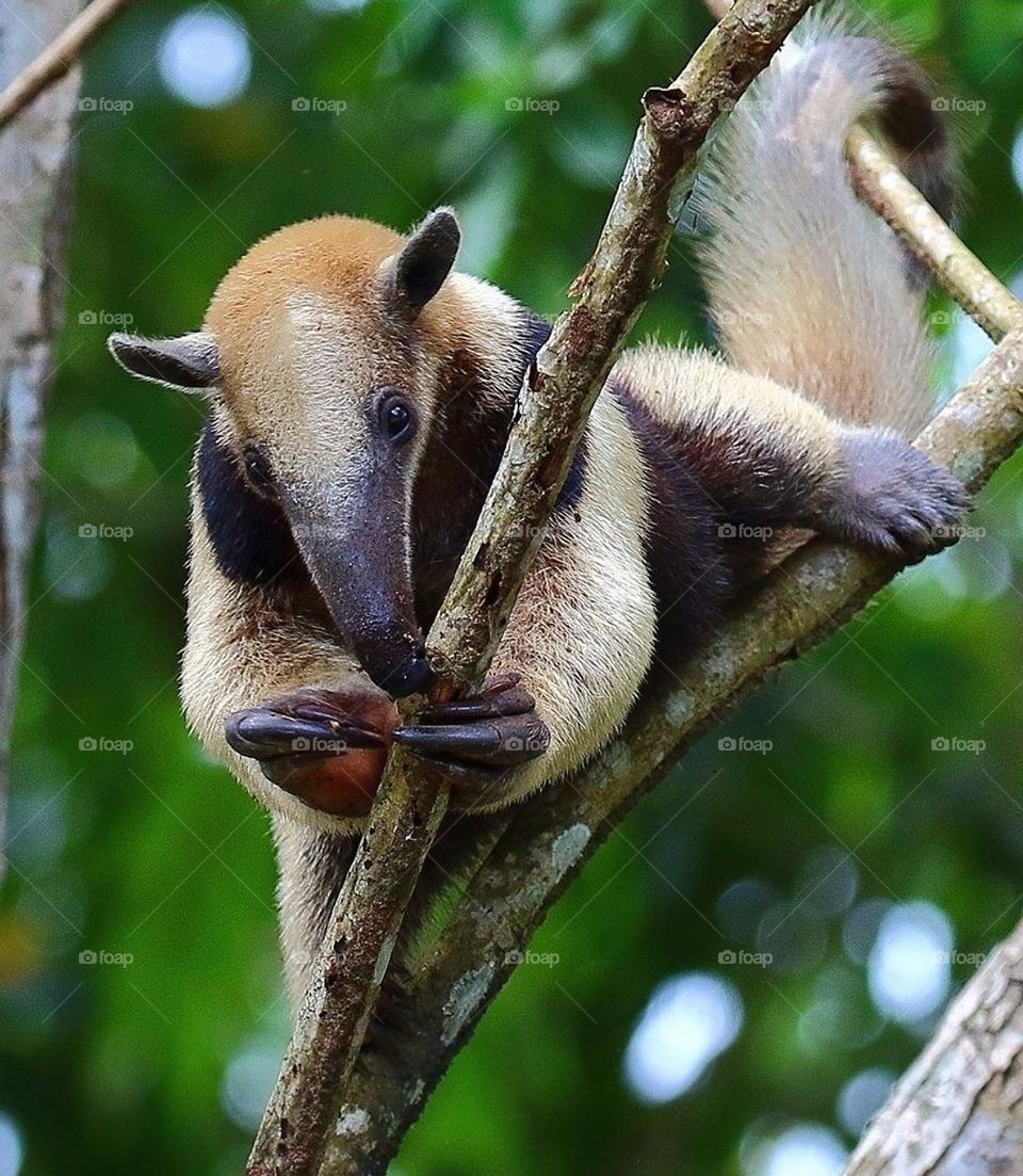 Tamandua is medium size ant eater. These are some lonely animals .