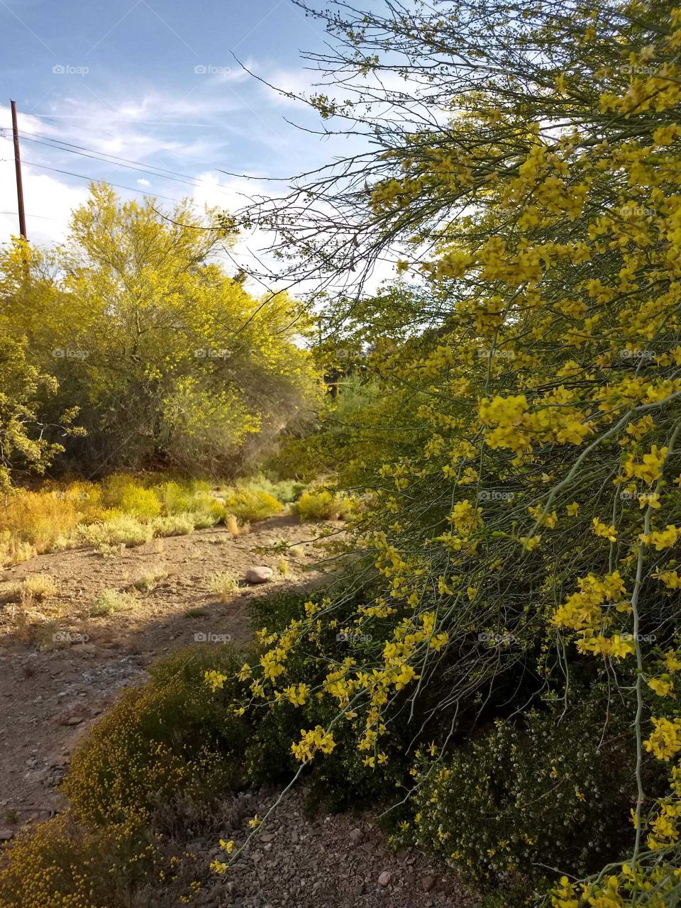 Palo Verde trees in full bloom following Phoenix Mtn. Preserve path