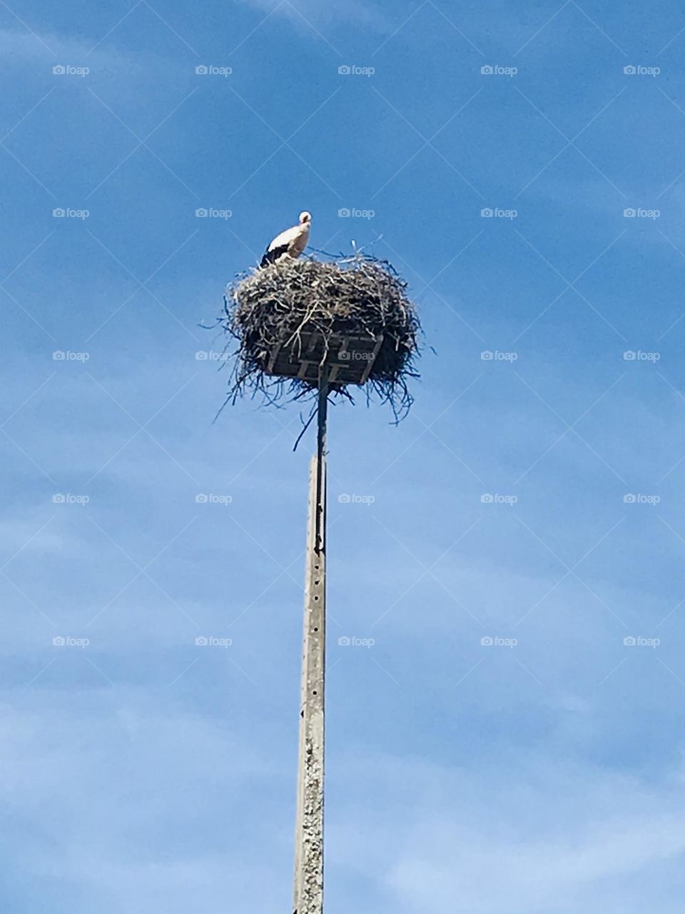 Bird in the nest, sky View 
