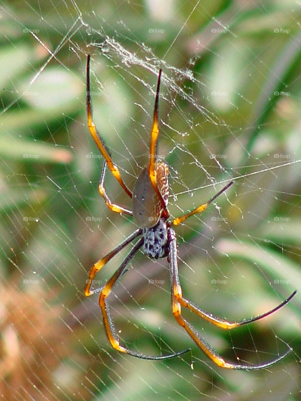 orange web spider large by kshapley