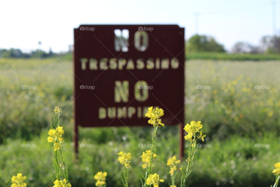 yellow spring flowers