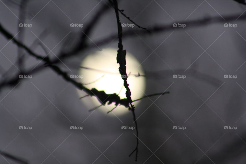 A full moon hidden behind the branches of a tree.