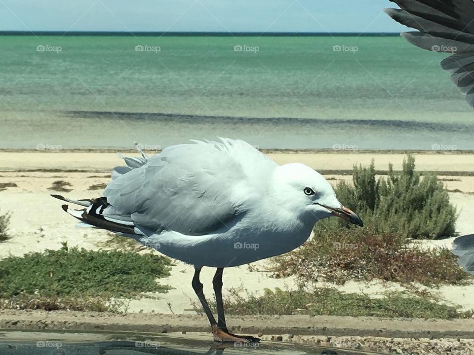 Grey feathered seagull closeup against ocean horizon