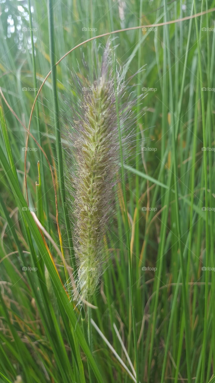 Gras es gibt so viele veschiedene arten davon. Blühe was du Kannst mein Freund.