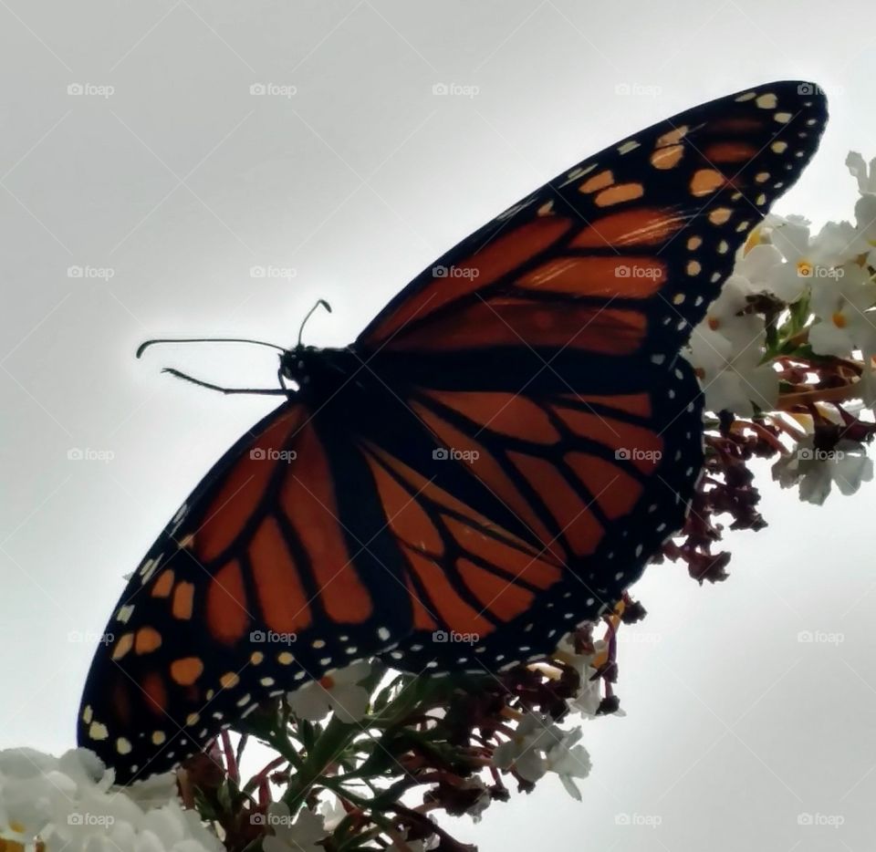 beautiful Monarch