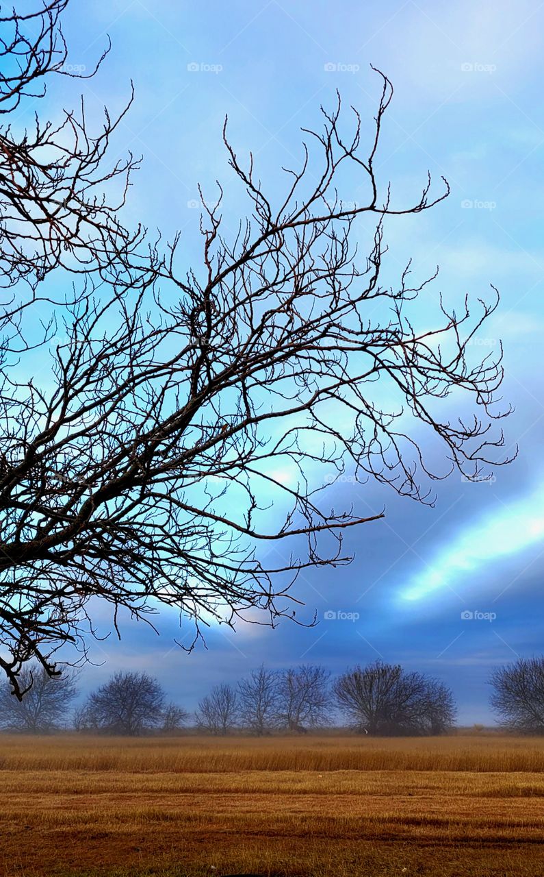 Early morning fog, in south Texas.