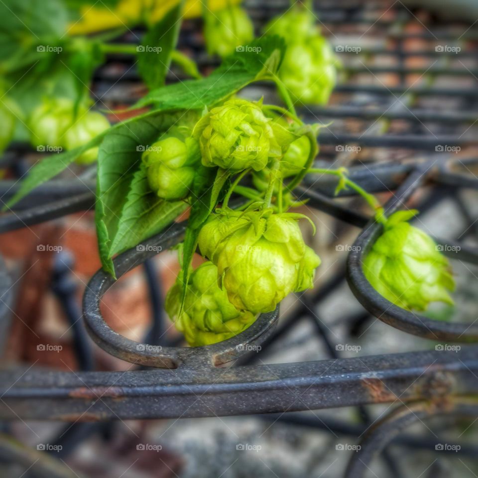 Hop Cones on Wrought Iron: A Rustic Macro Perspective