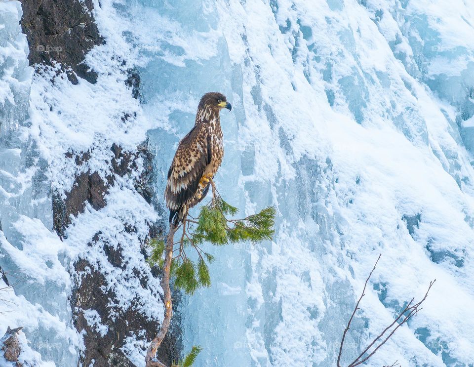 Eagle in the ice