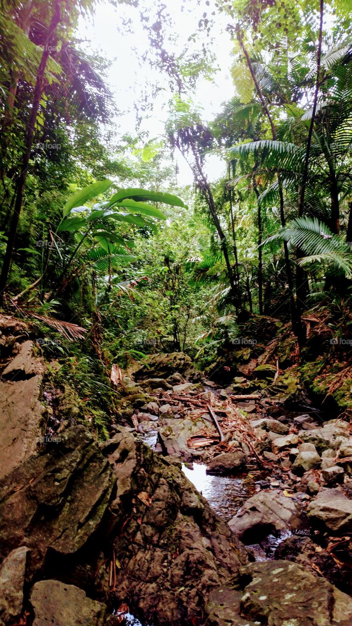 Puerto Rico Jungle