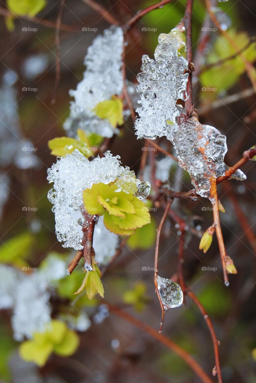 Winter during spring