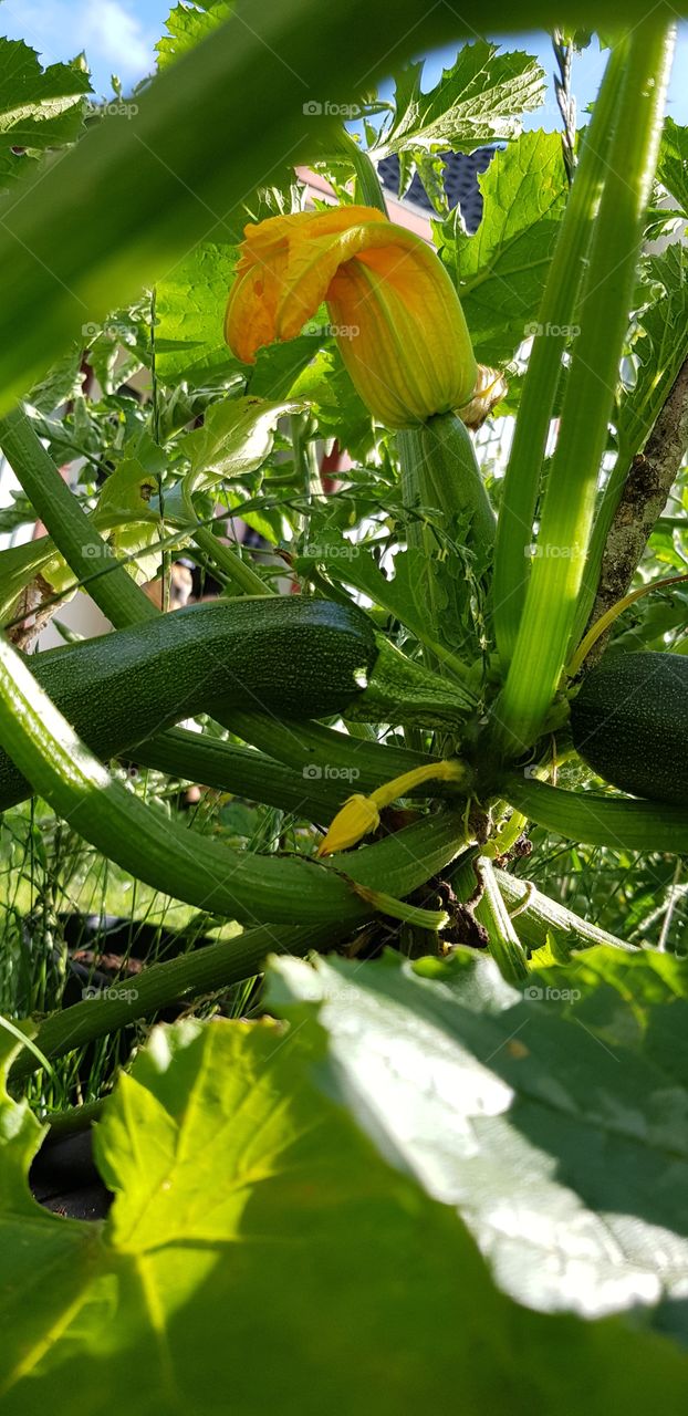 zucchini plant