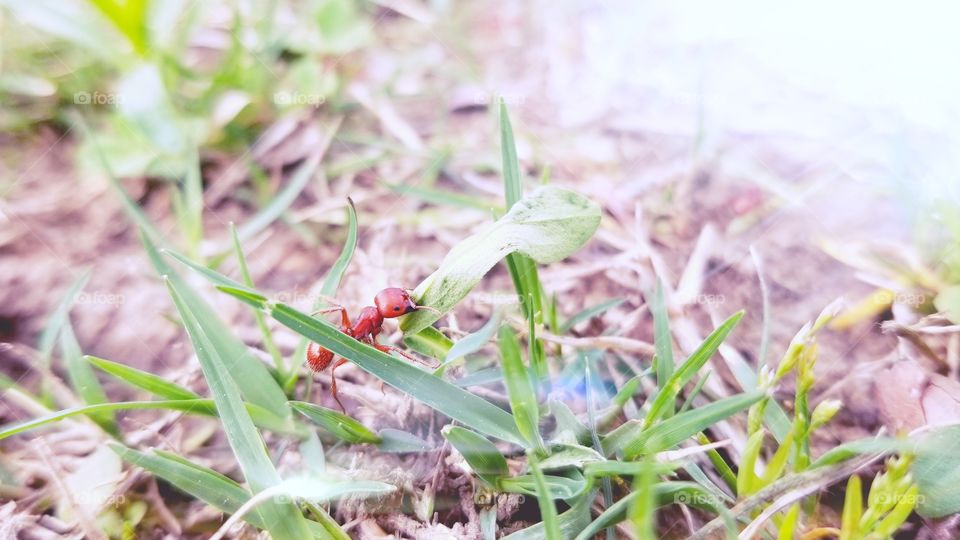 Big Red Ant Carrying a New Green Leaf of Spring