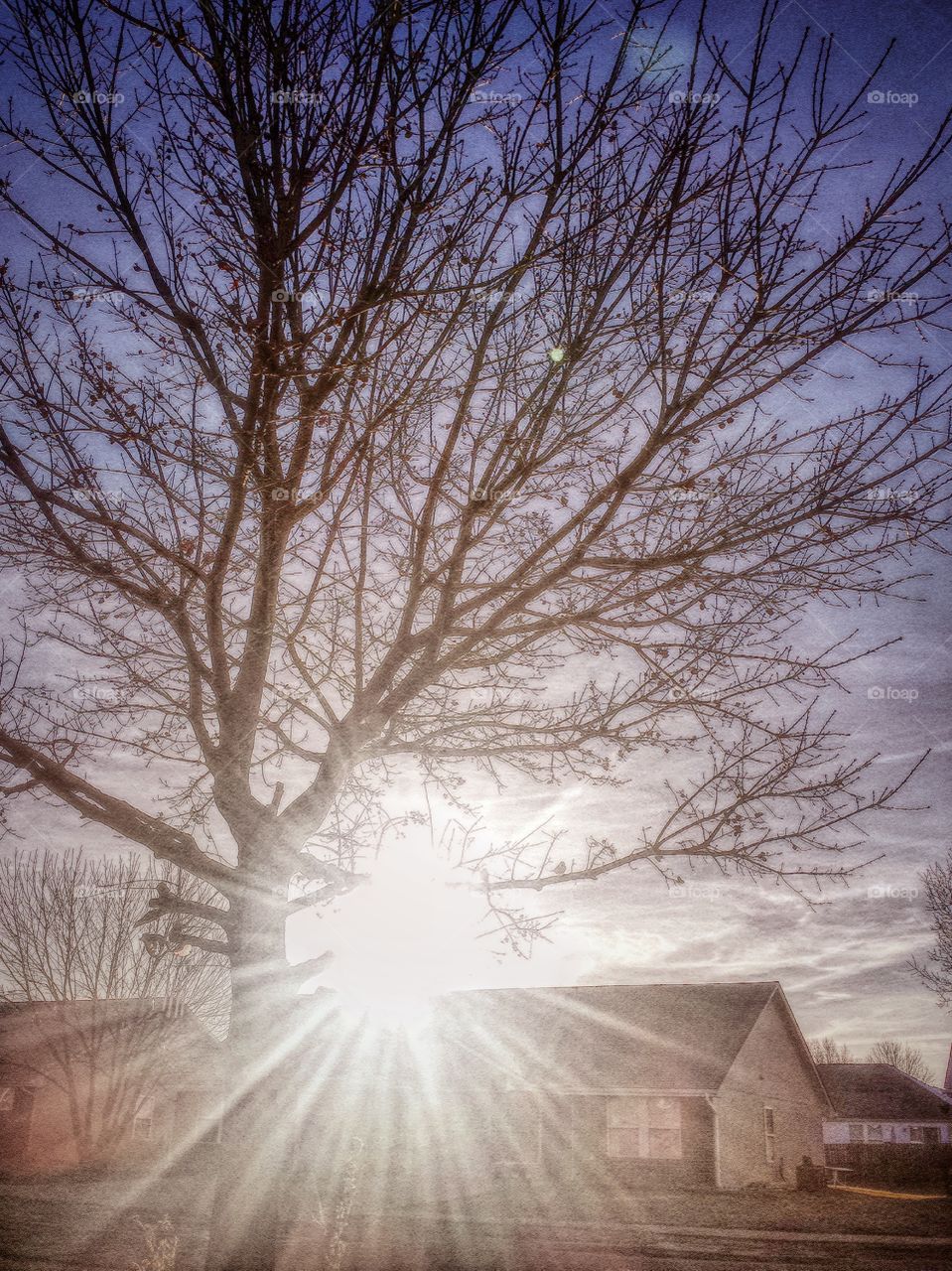 Sparrows in our Little Tree