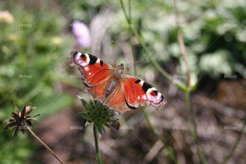 Queen of the butterflies