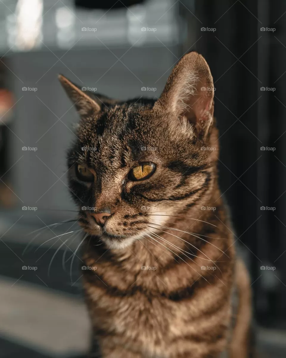 Kitty