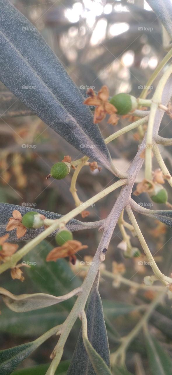 Small olives just beginning to grow