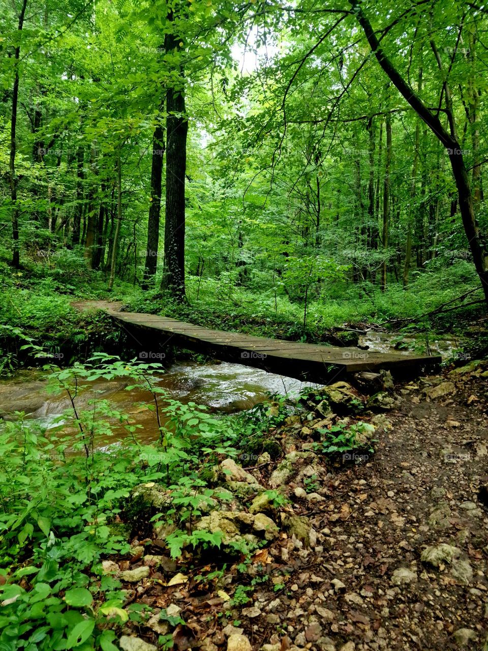 wooden bridge