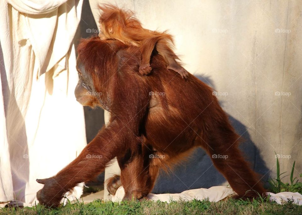 Orangutan, baby, Zoo, Memphis, piggyback