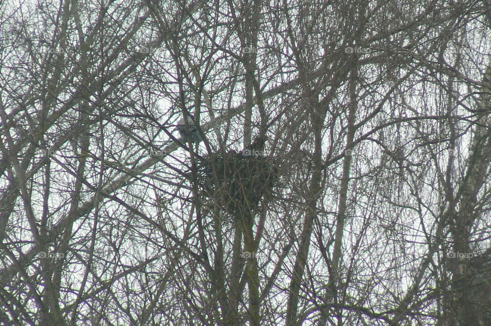 Nest on the tree