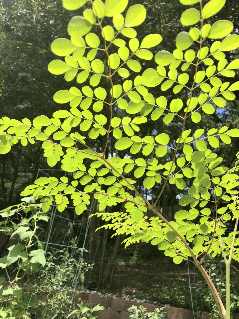 Moringa the Miracle Tree