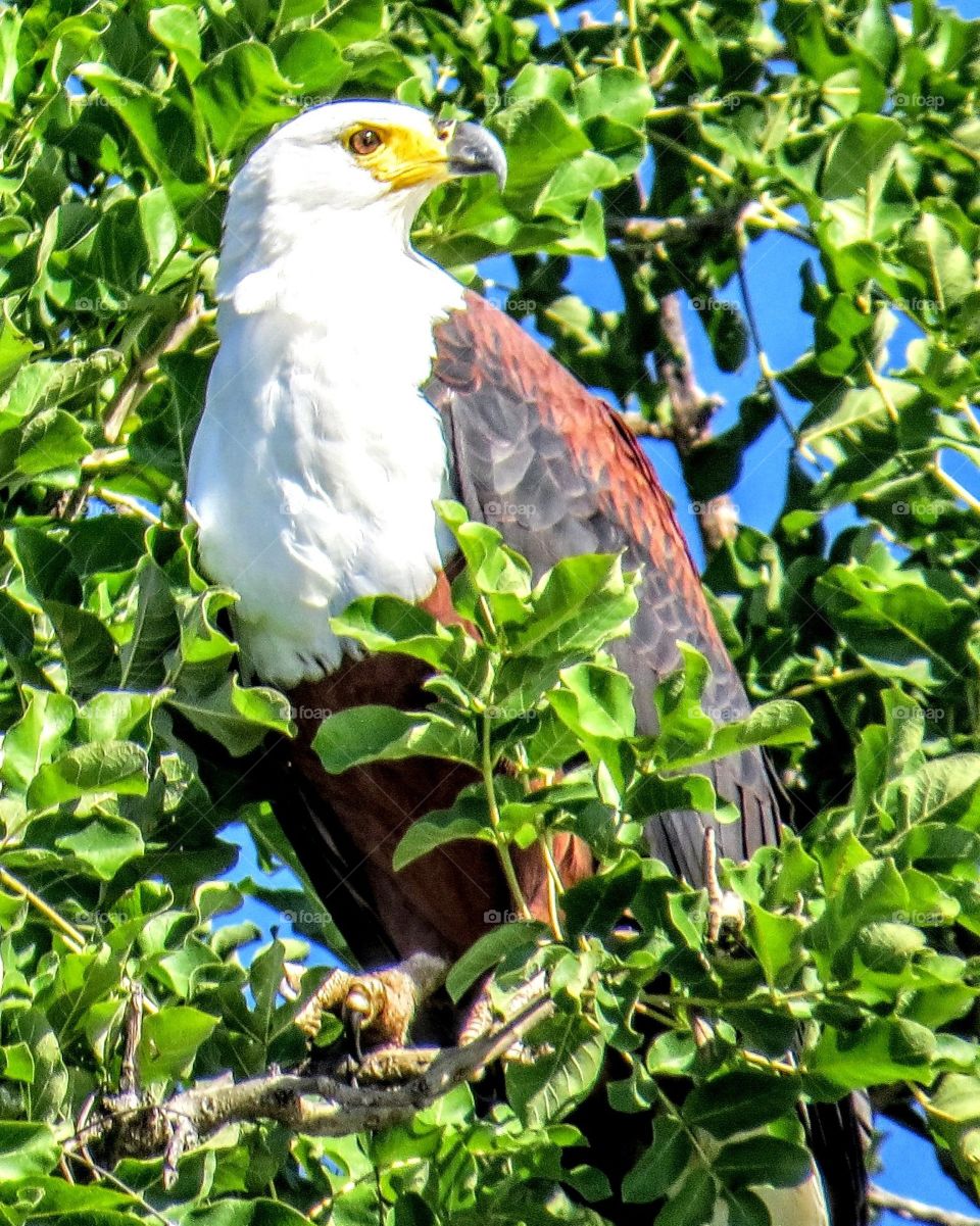 Nature, Bird, Leaf, Tropical, Tree