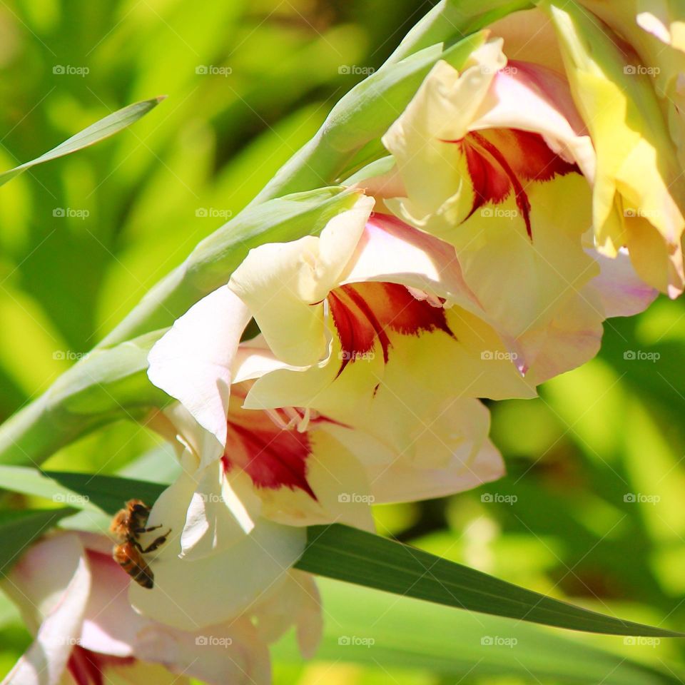 This adventurous bee is ready to land and taste that sweet nectar of some blooming flowers 