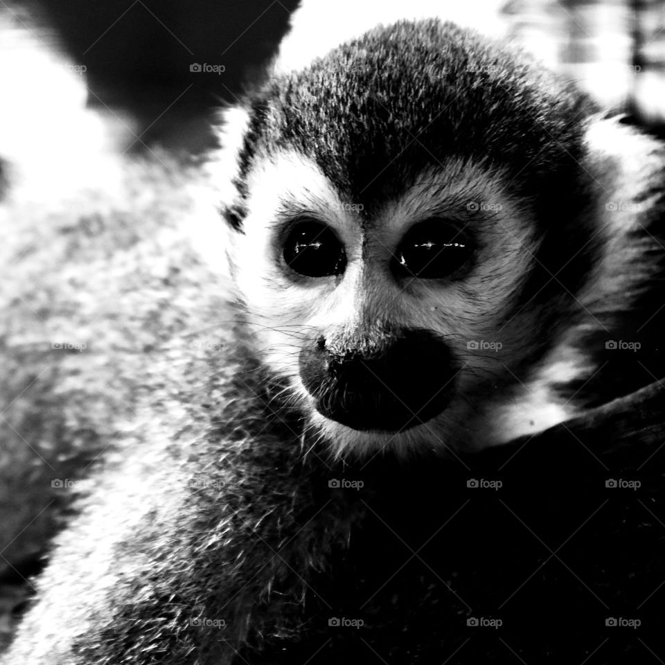 Black and White color on face monkey closeup.