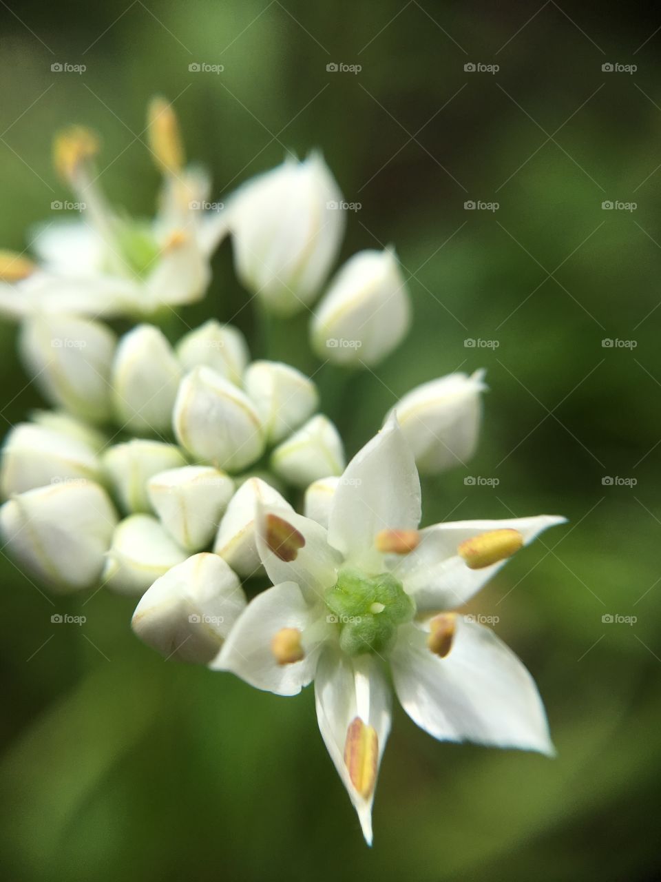 Macro shots tiny blossoms and buds