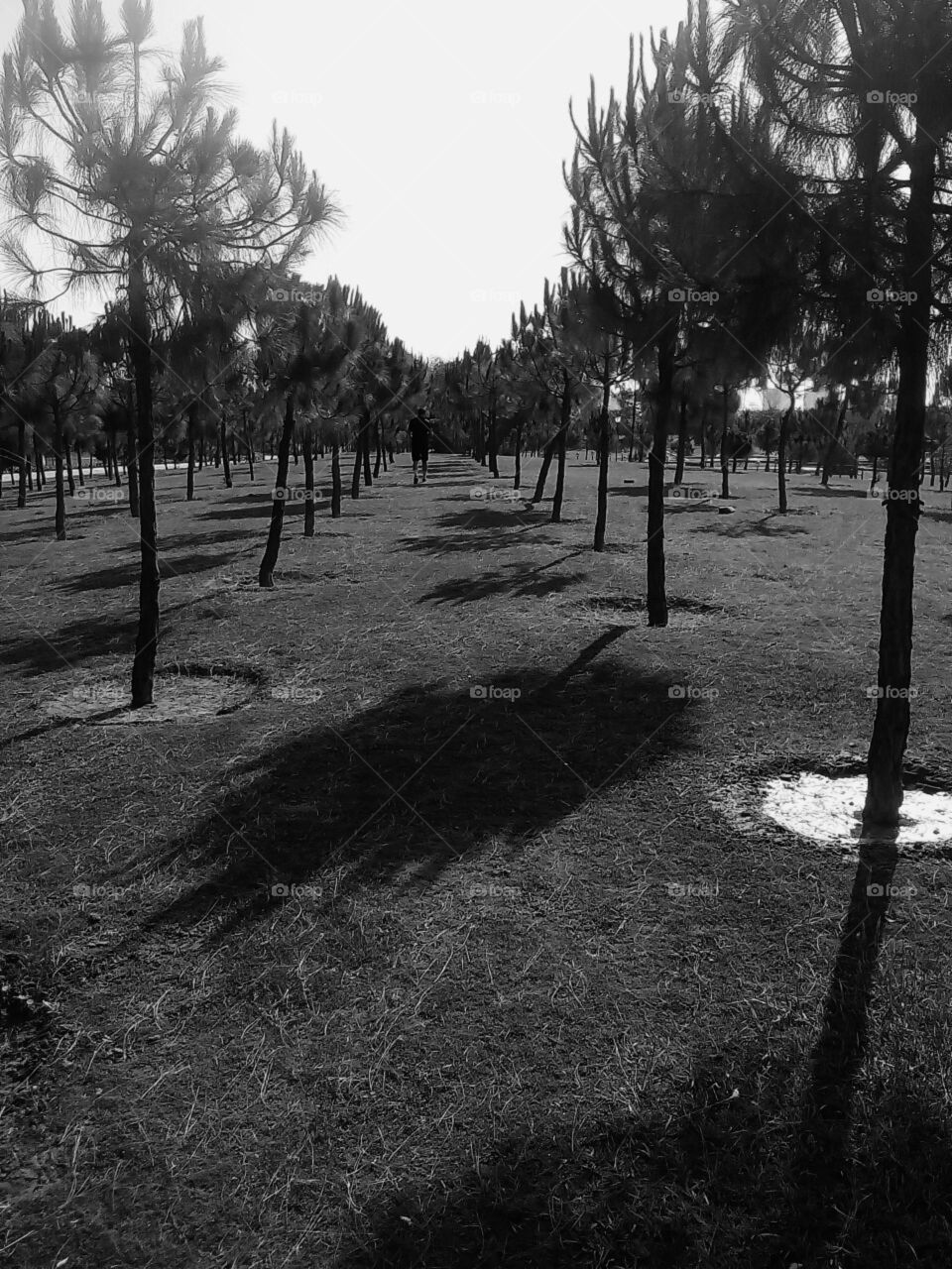 the picture is of a park where trees are aligned in sequential manner and a man is walking In between them