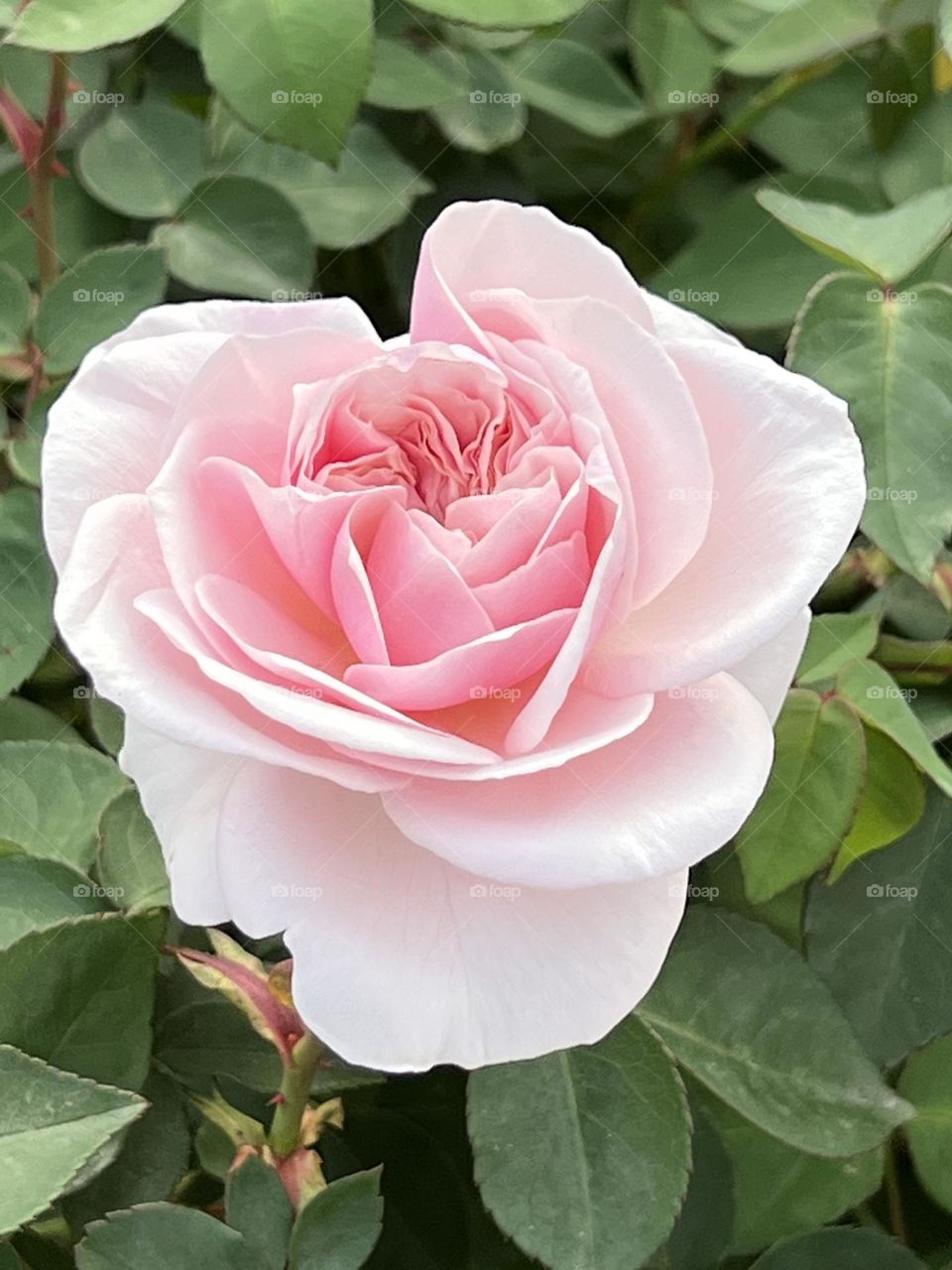 Pink rose in Yuanshan Flower Expo Park Taipei