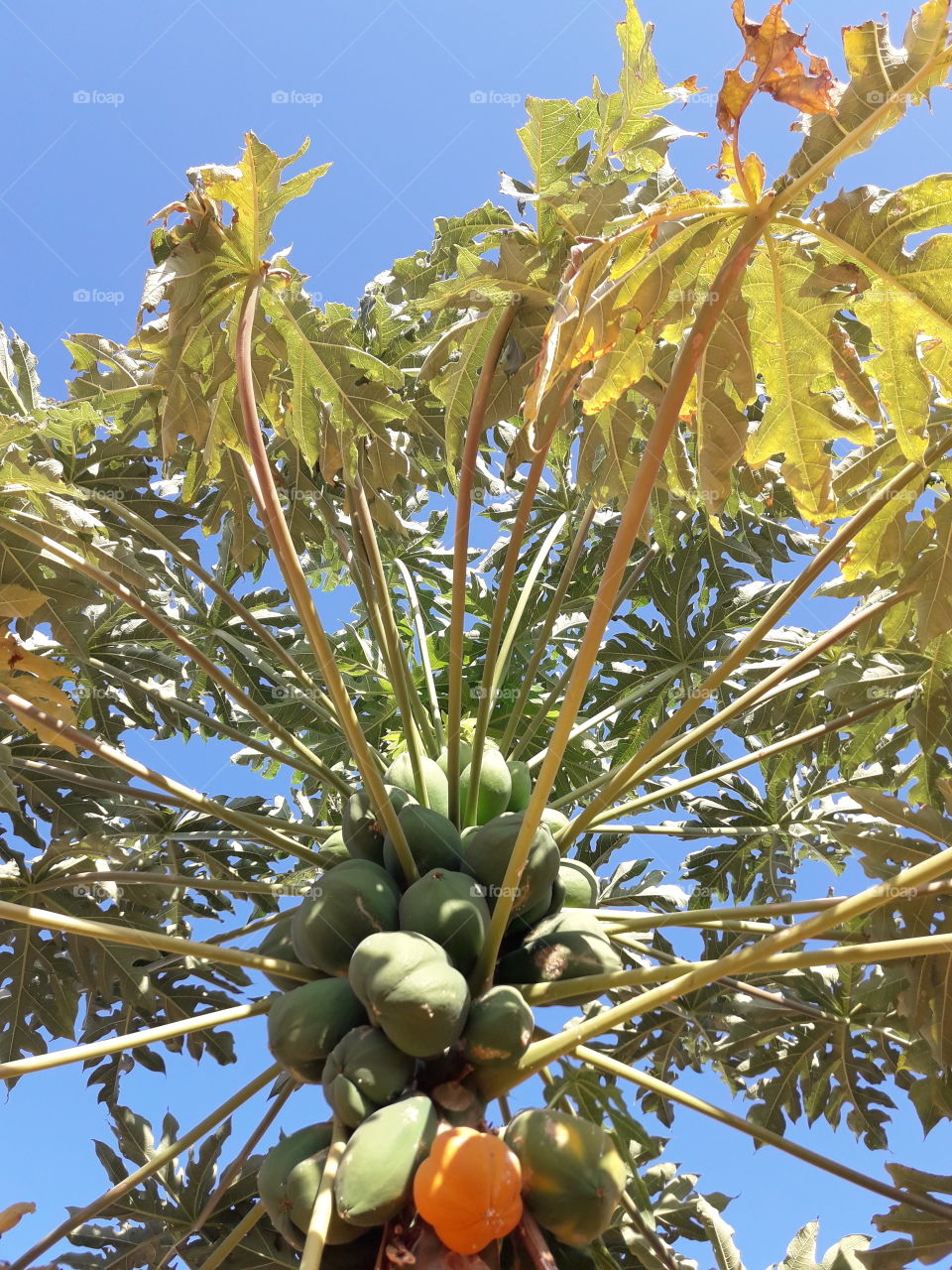 papaya tree, pé de mamão