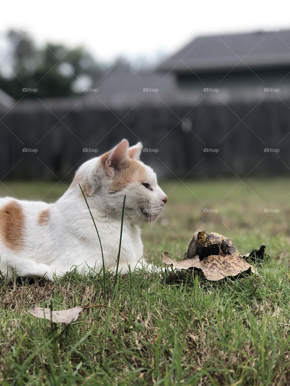 Cat in yard