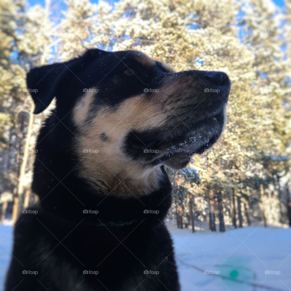 Always on guard dog!