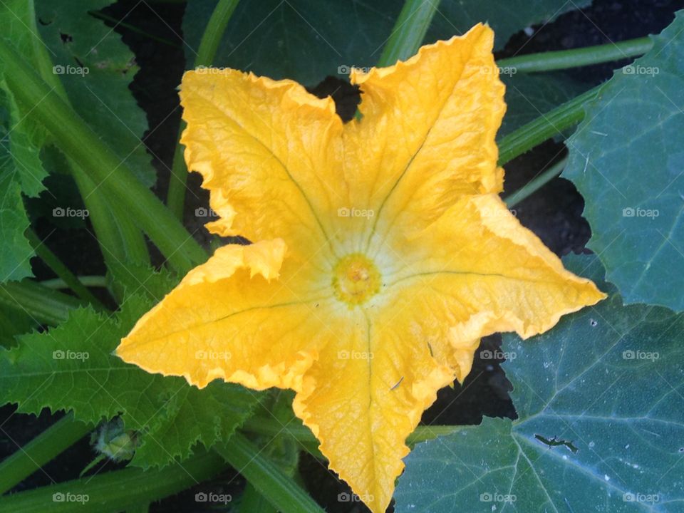 Zucchini flower in garden