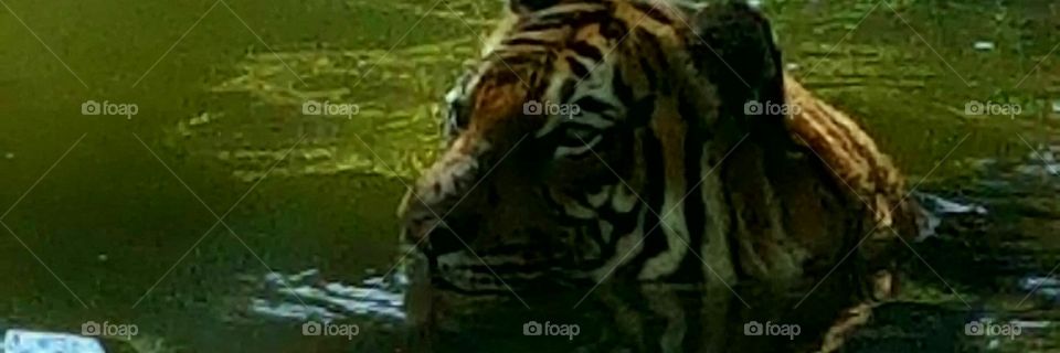Tigers love water
