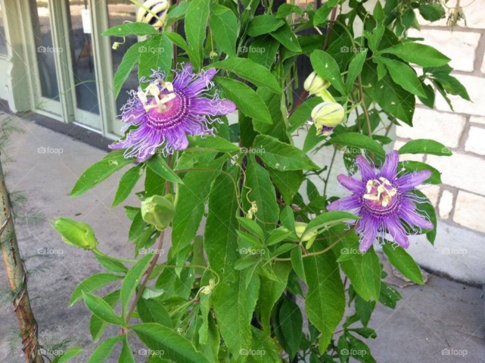 Passion flowers 