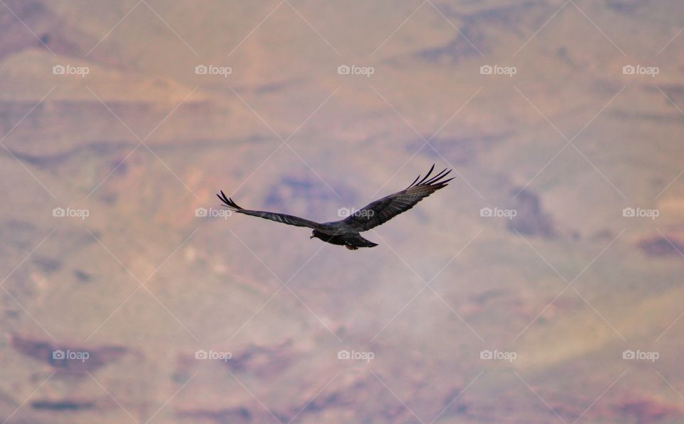 zone-tailed hawk flying above the Grand Canyon