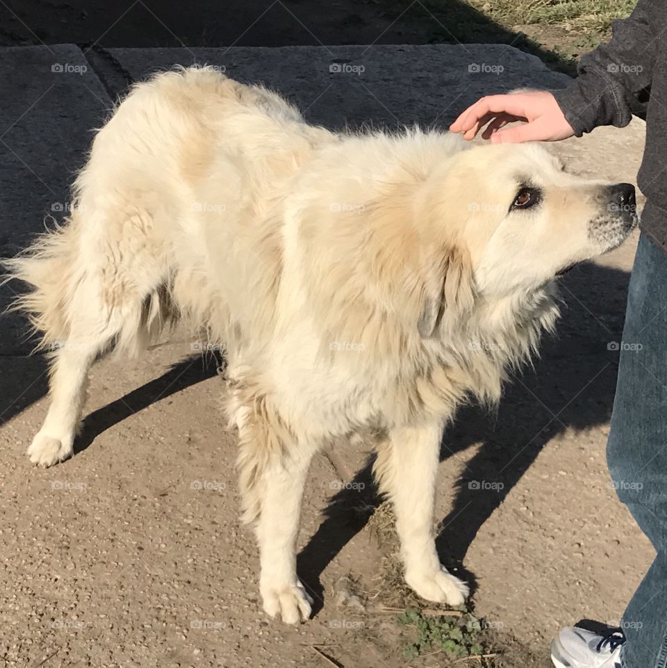 Great Pyrenees mountain dog