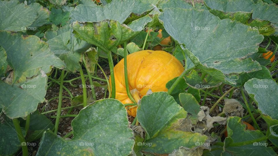 Large Pumpkin Growing in Patch. Large orange pumpkin still on the vine growing in pumpkin patch at the Woodinville Lavender Farm