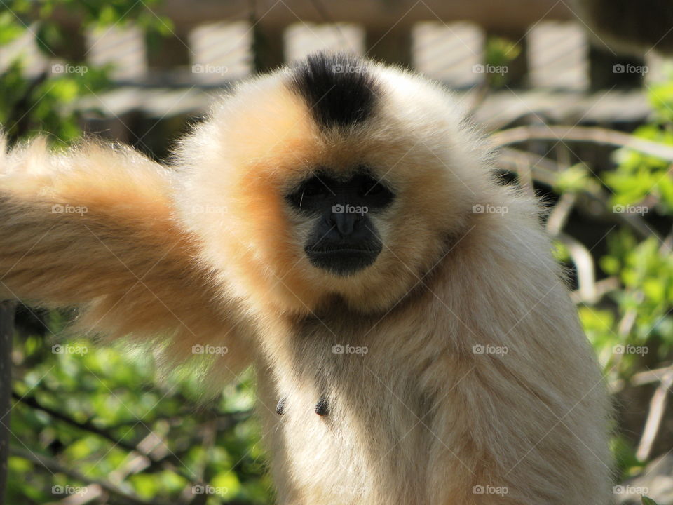 Gibbon ready for close up