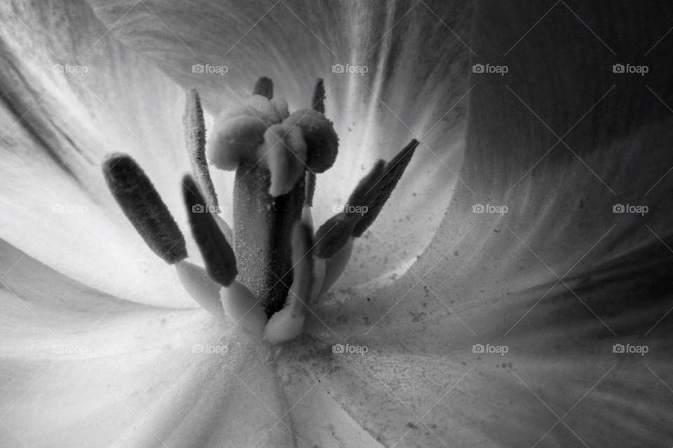 Black and White Beauty