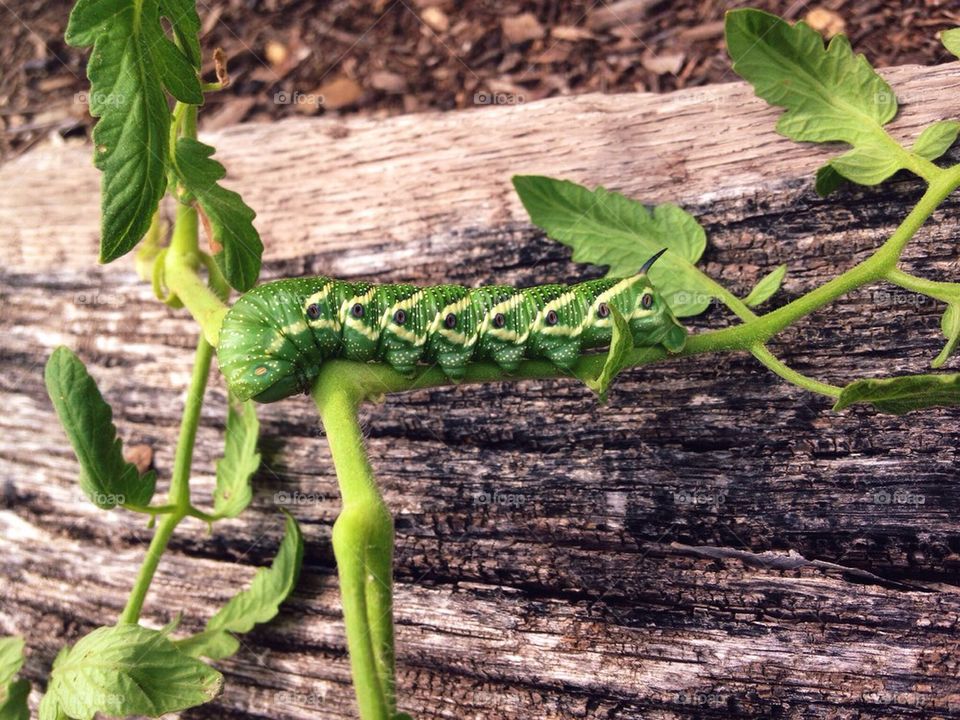 Green horned caterpillar