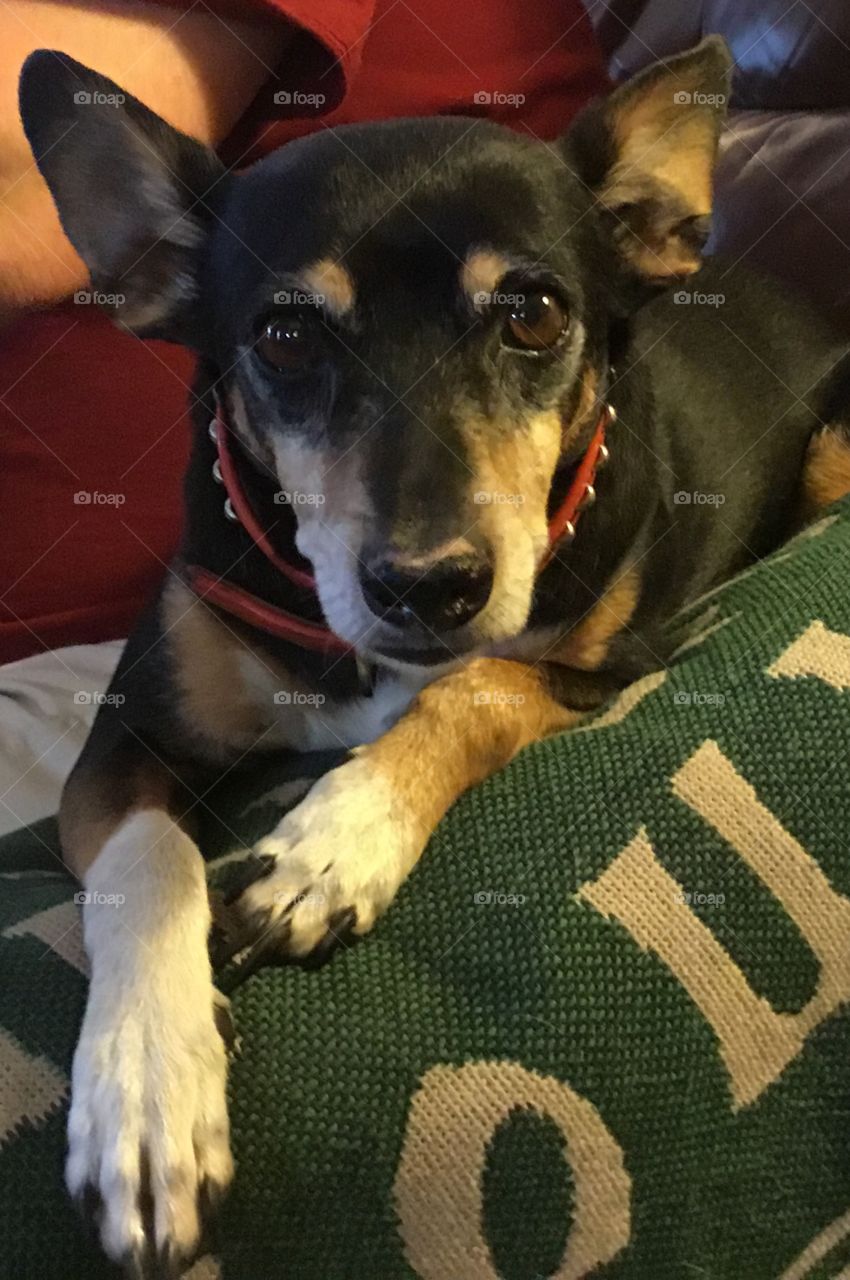 Arm Chair Lounging Dog