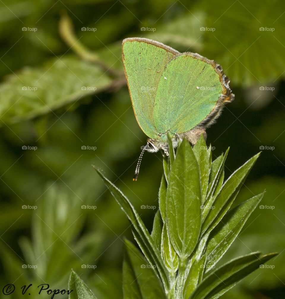 Green hairstreak