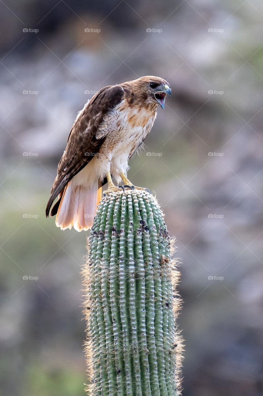 Red-tailed Hawk perched on a