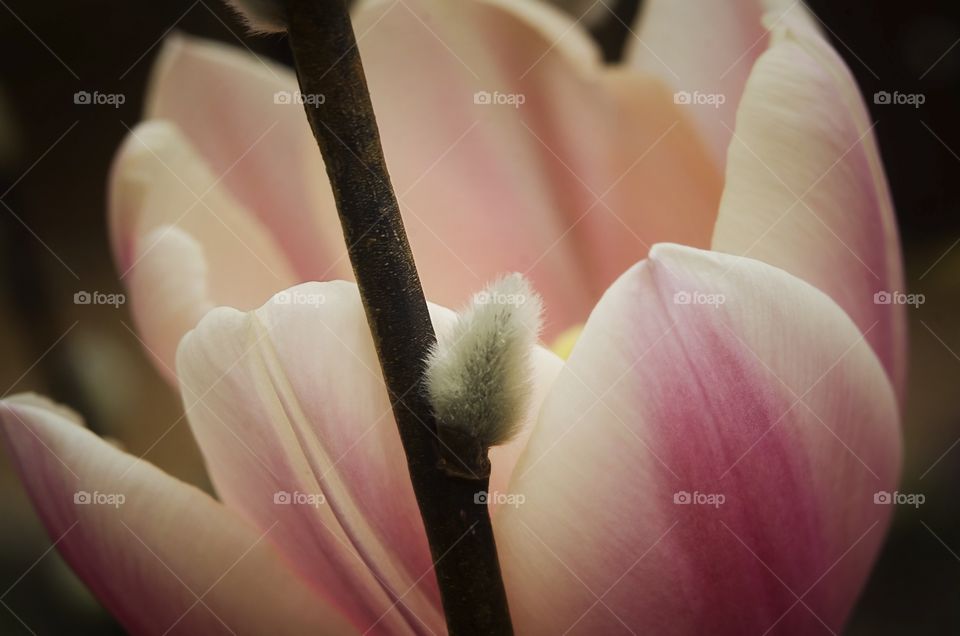 Macro tulip 