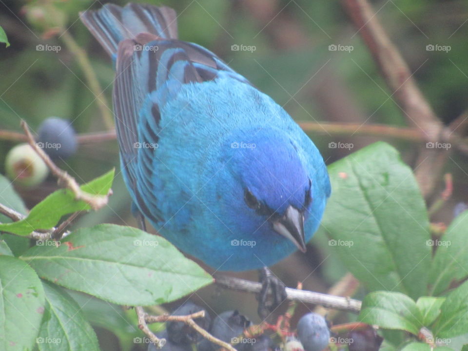 Bird, Nature, Wildlife, No Person, Garden