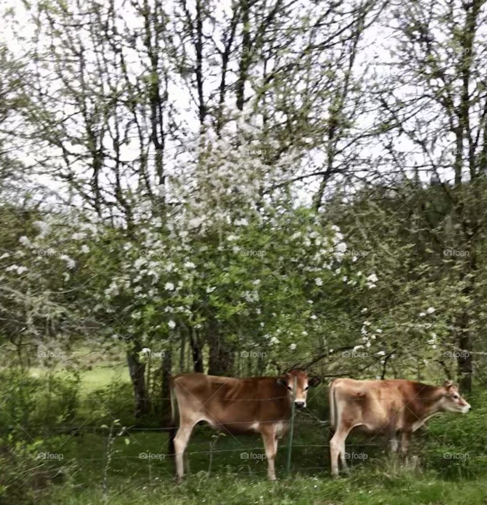 Two Cows