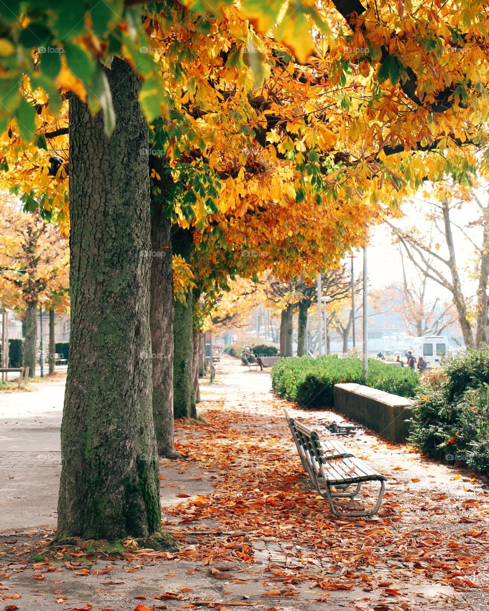 walking under autumn trees