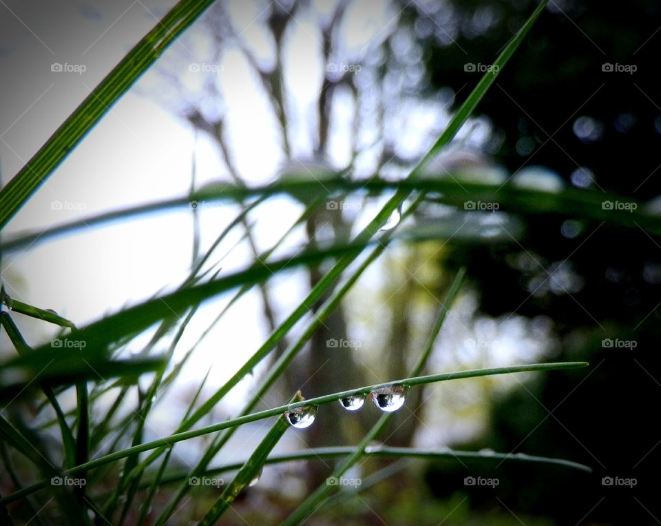 Rain Drops